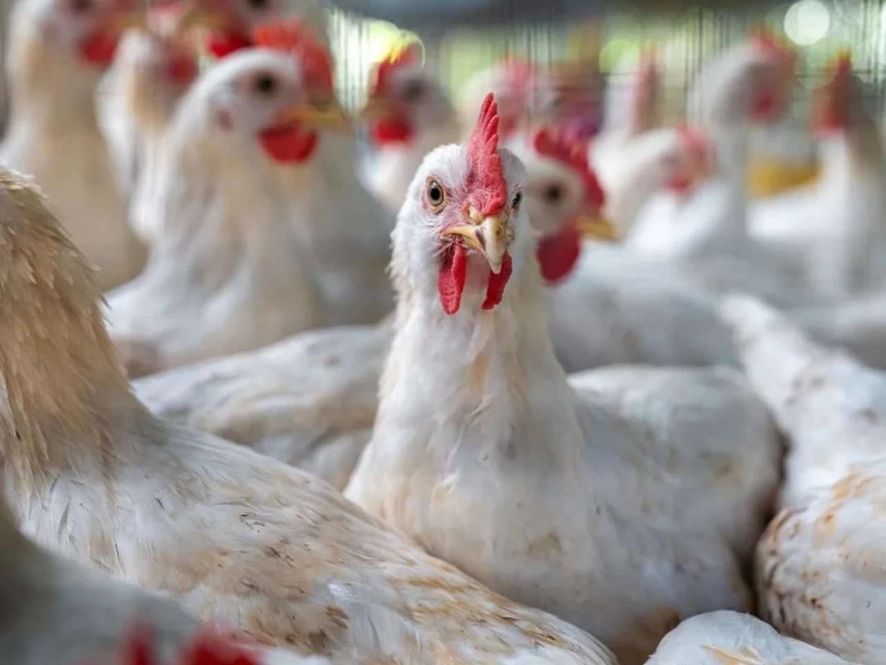 ABD'de kuş gribi salgını yayılıyor..  8 yıldır o varyant ilk kez!