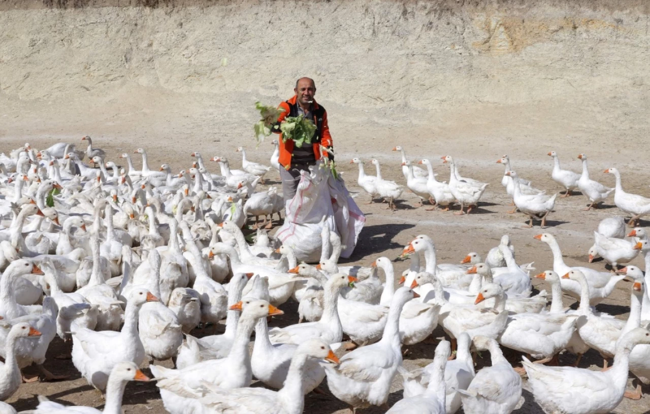 Ordu'dan kaz hamlesi.. Kars'la meşhurdu..