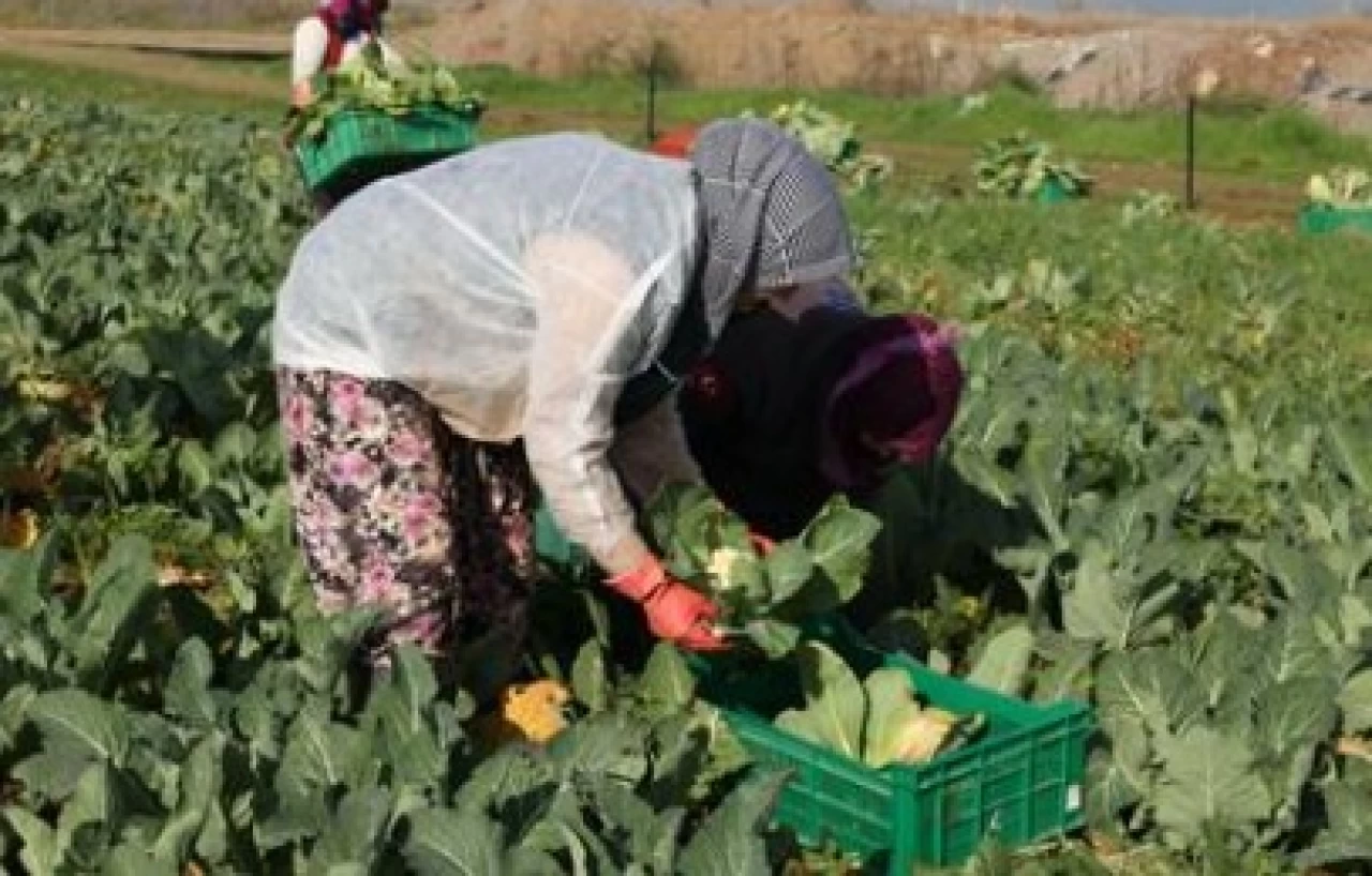Efeler'in karnabanaharı Efe Bakkal'a gidiyor