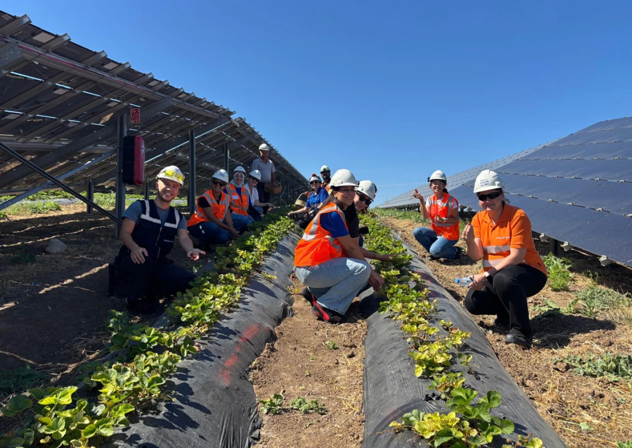Güneş panellerinin altında sebze üretimi; Enerjisa'dan "agrivoltaik" tarım