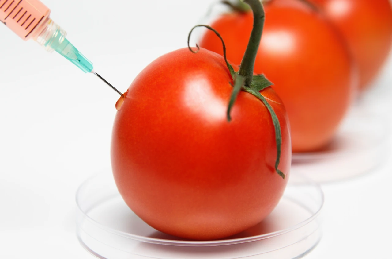 Genetik müdahaleyle domatese D vitamini eklediler