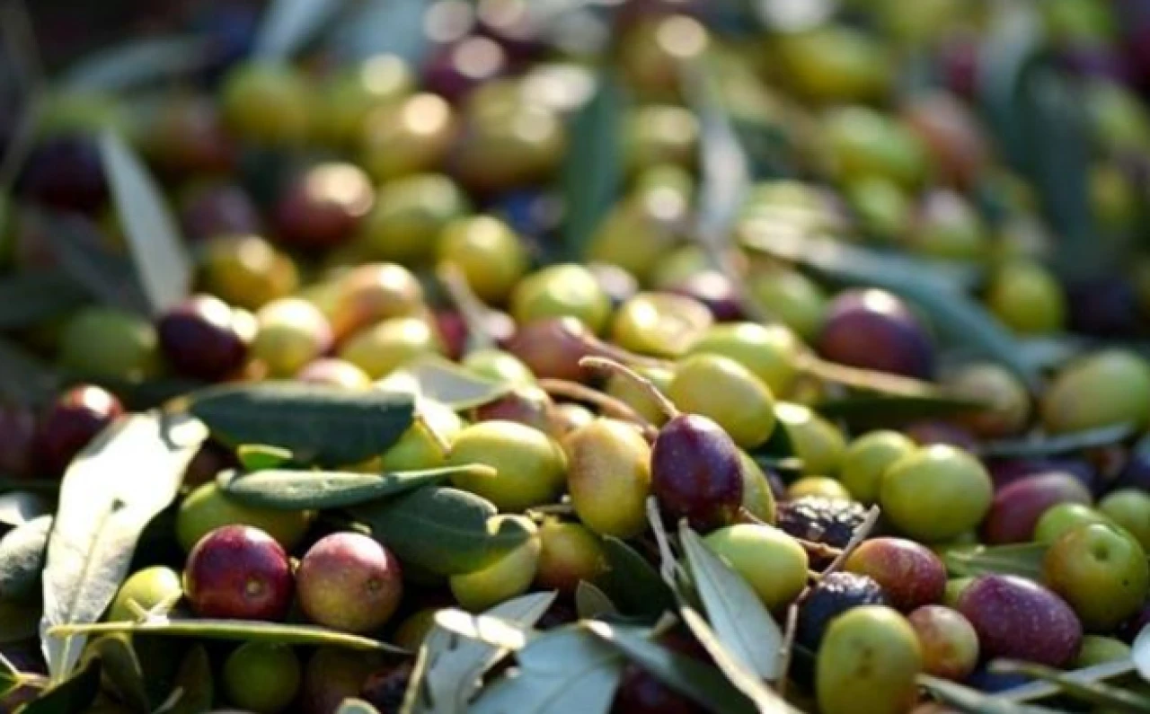 1 kilo zeytinin üretim maliyeti belli oldu