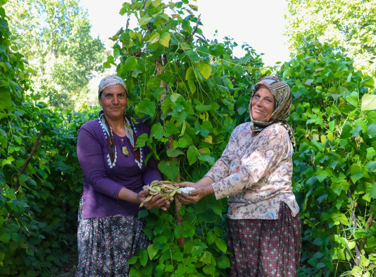 Mersin'de Leklek Fasulyesi yeniden hayat buluyor