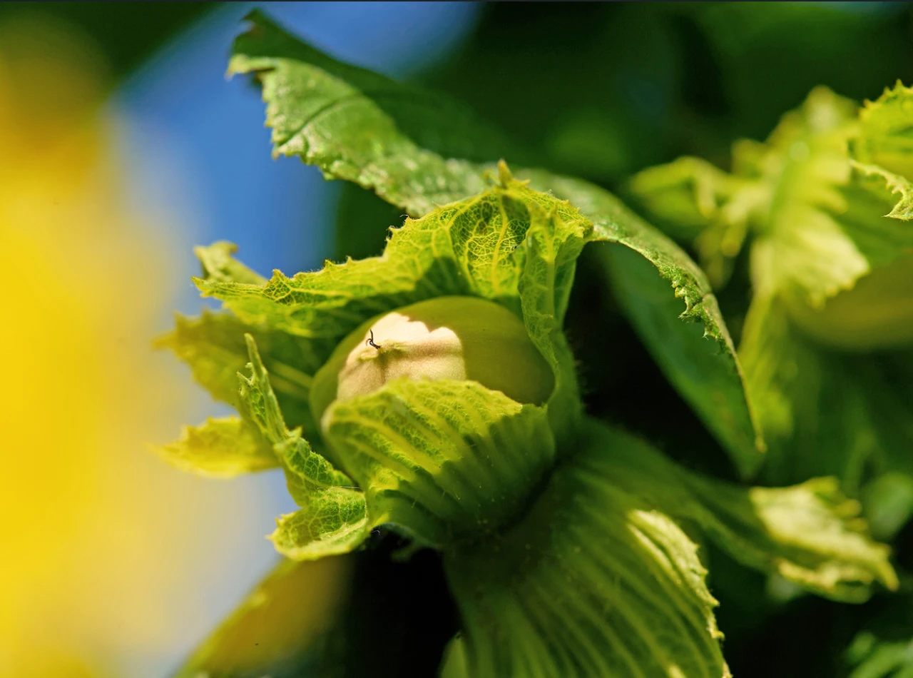 Türk fındığında alarm zilleri çalıyor! Dünya devi 3 ülkede harekete geçti