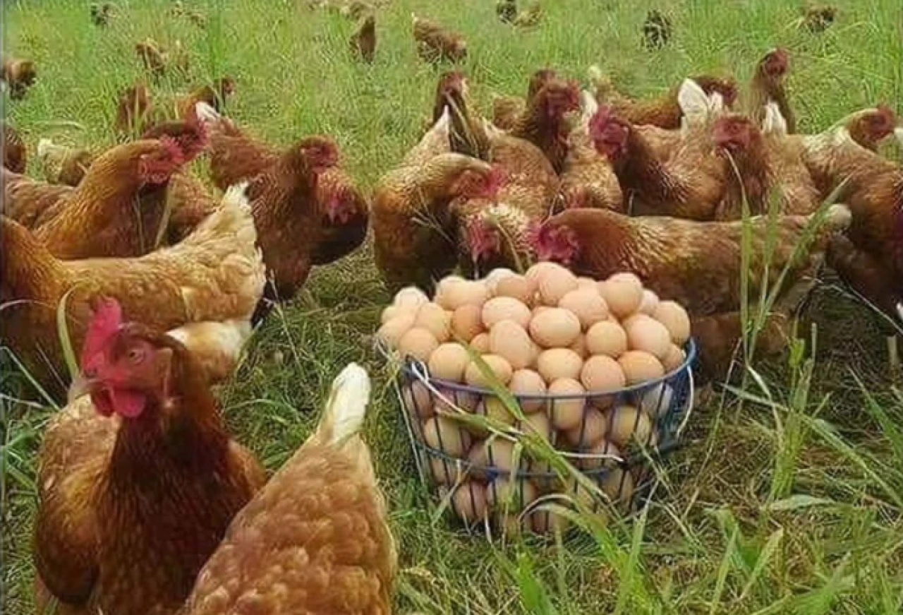 Tavuklara açık hava yasağı; Gezen tavuk yumurtası riskli mi?