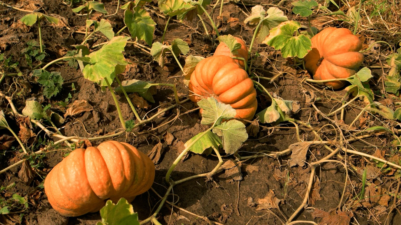 Balkabağı zehir mi saklıyor?