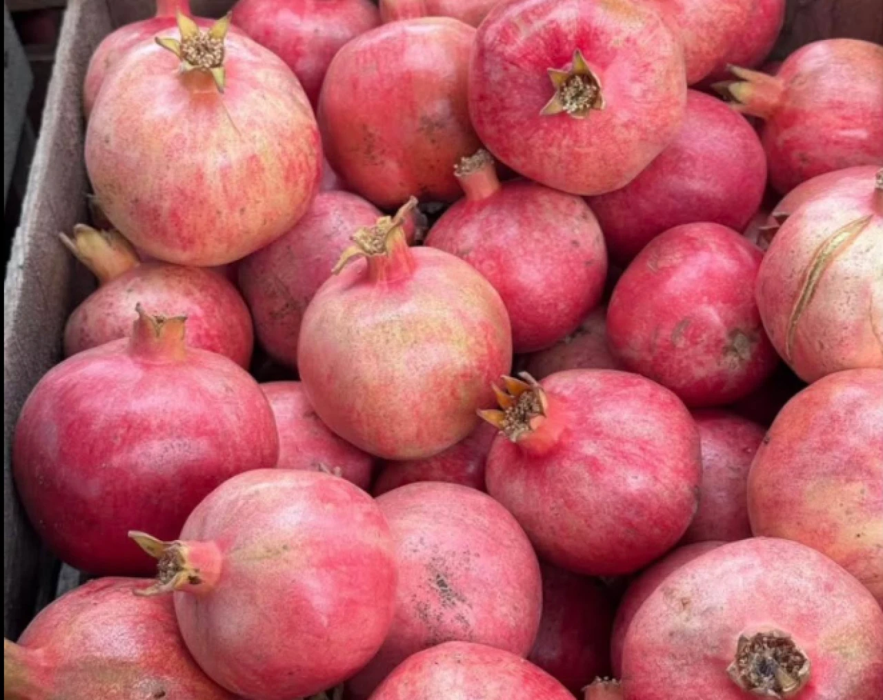 Narda zehir bildirimleri artıyor.. Türk narı yine pestisit engeline takıldı