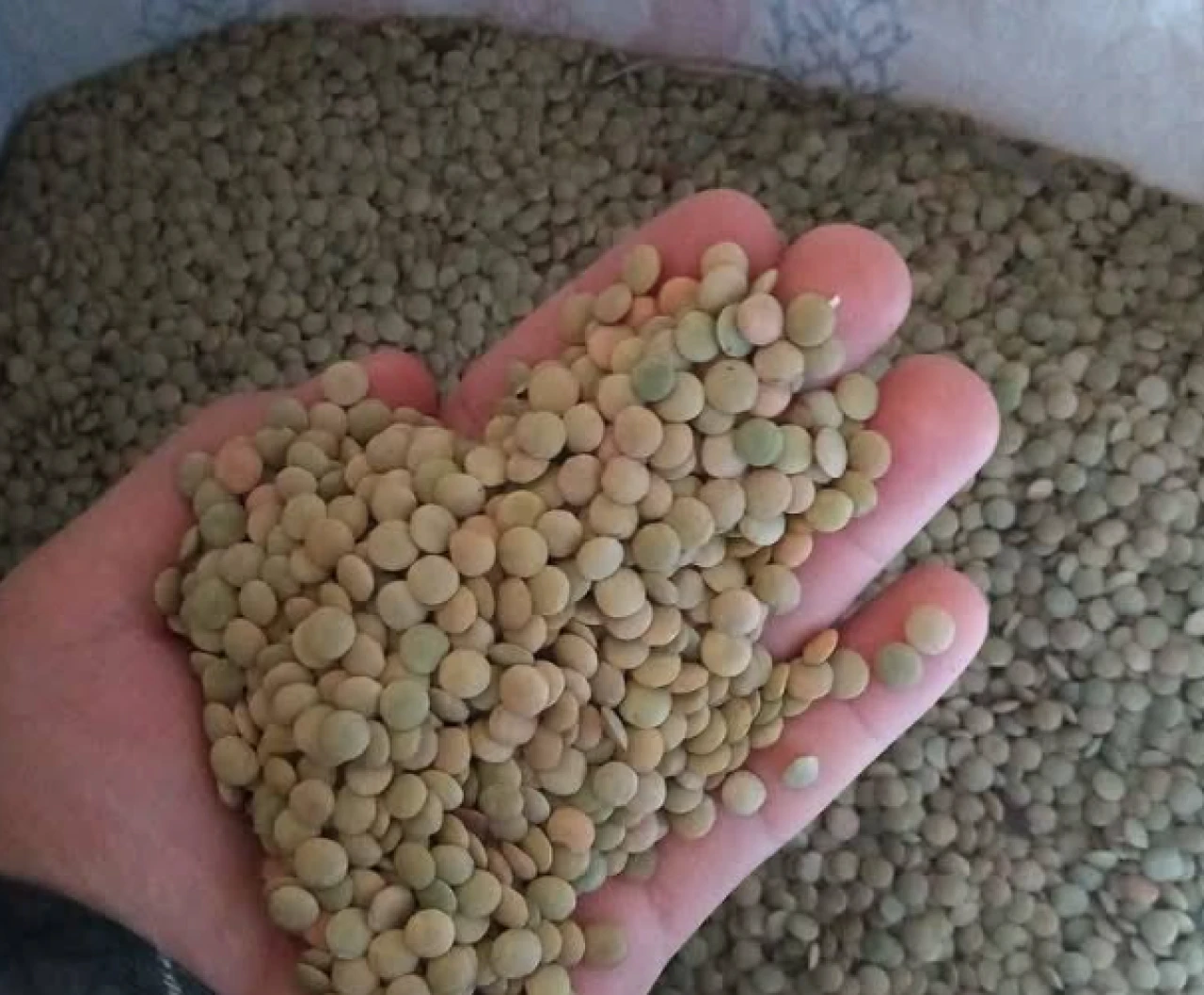 Kanada mercimeğinin yolu açıldı