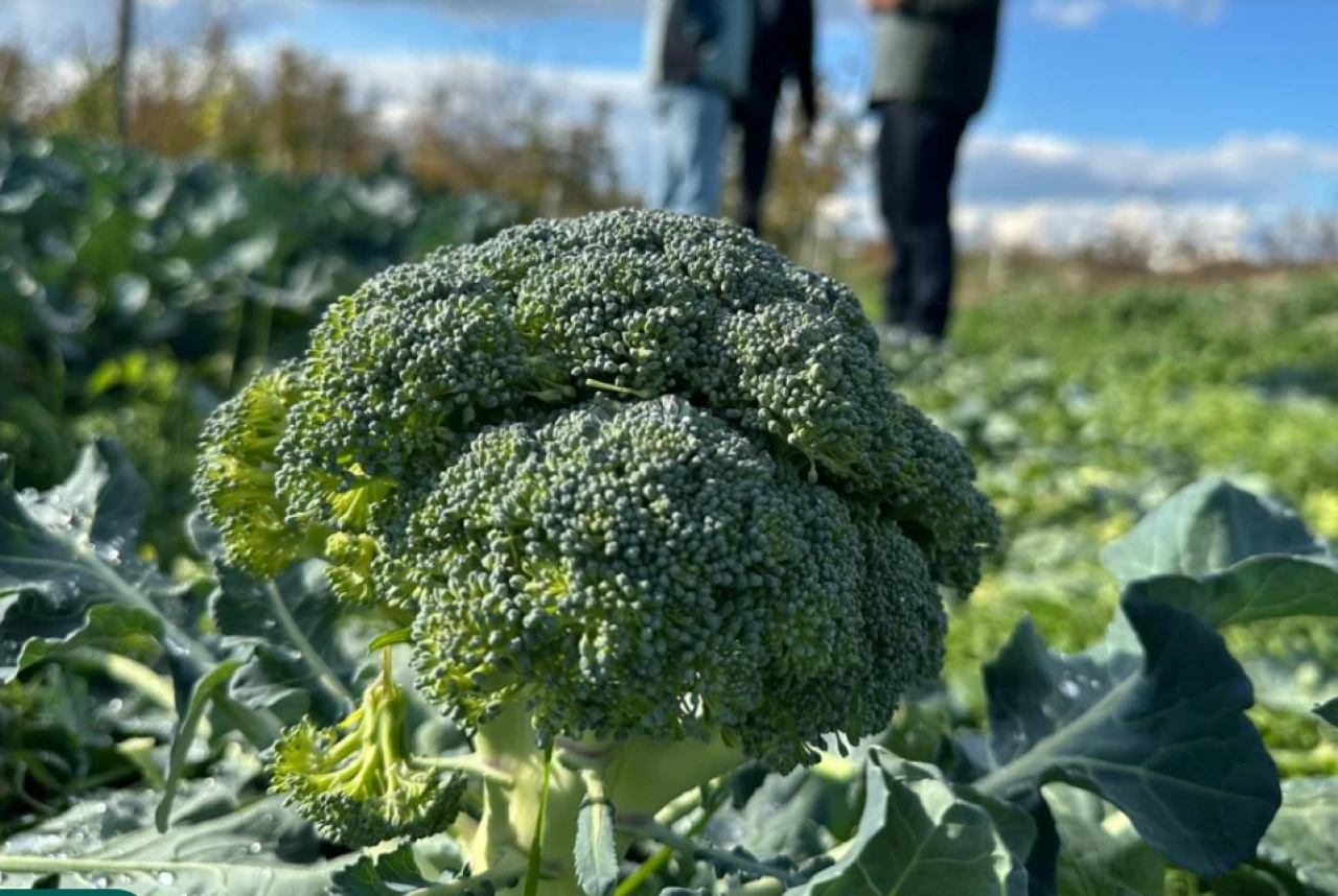 Brokoli fiyatlarında lodos etkisi