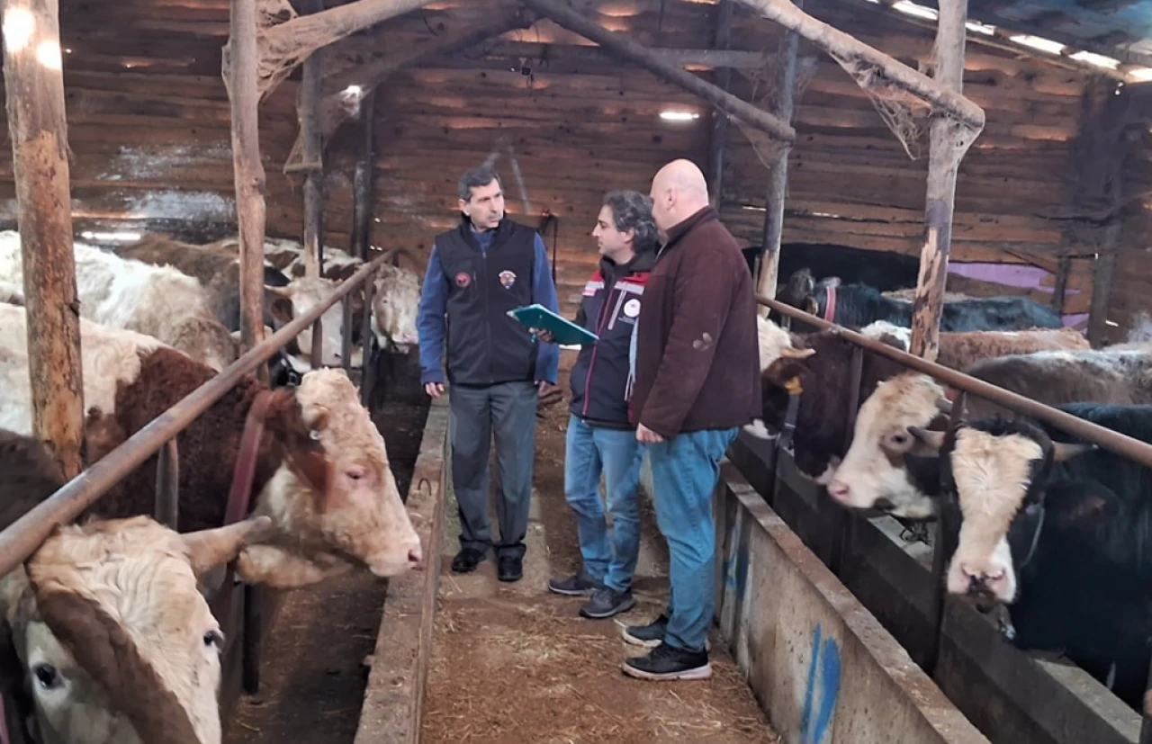 Şap hastalığı İstanbul'a sıçradı; 21 mahallede 'şap' karantinası