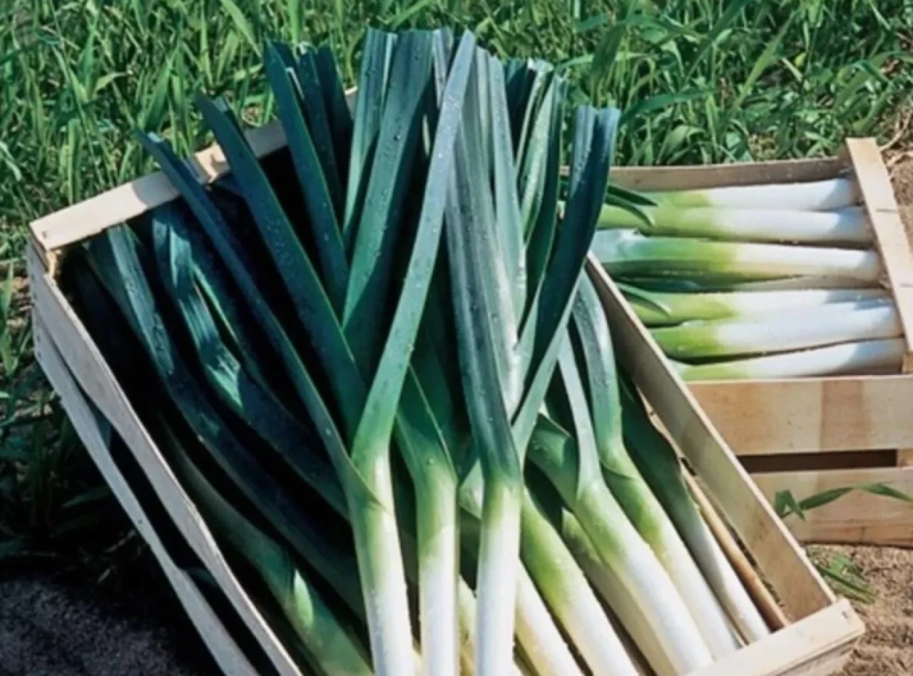 Pırasa fiyatı neden artıyor?