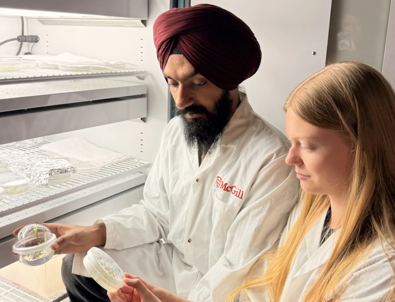 Bilim insanları yulafın genetik haritasını çözdü