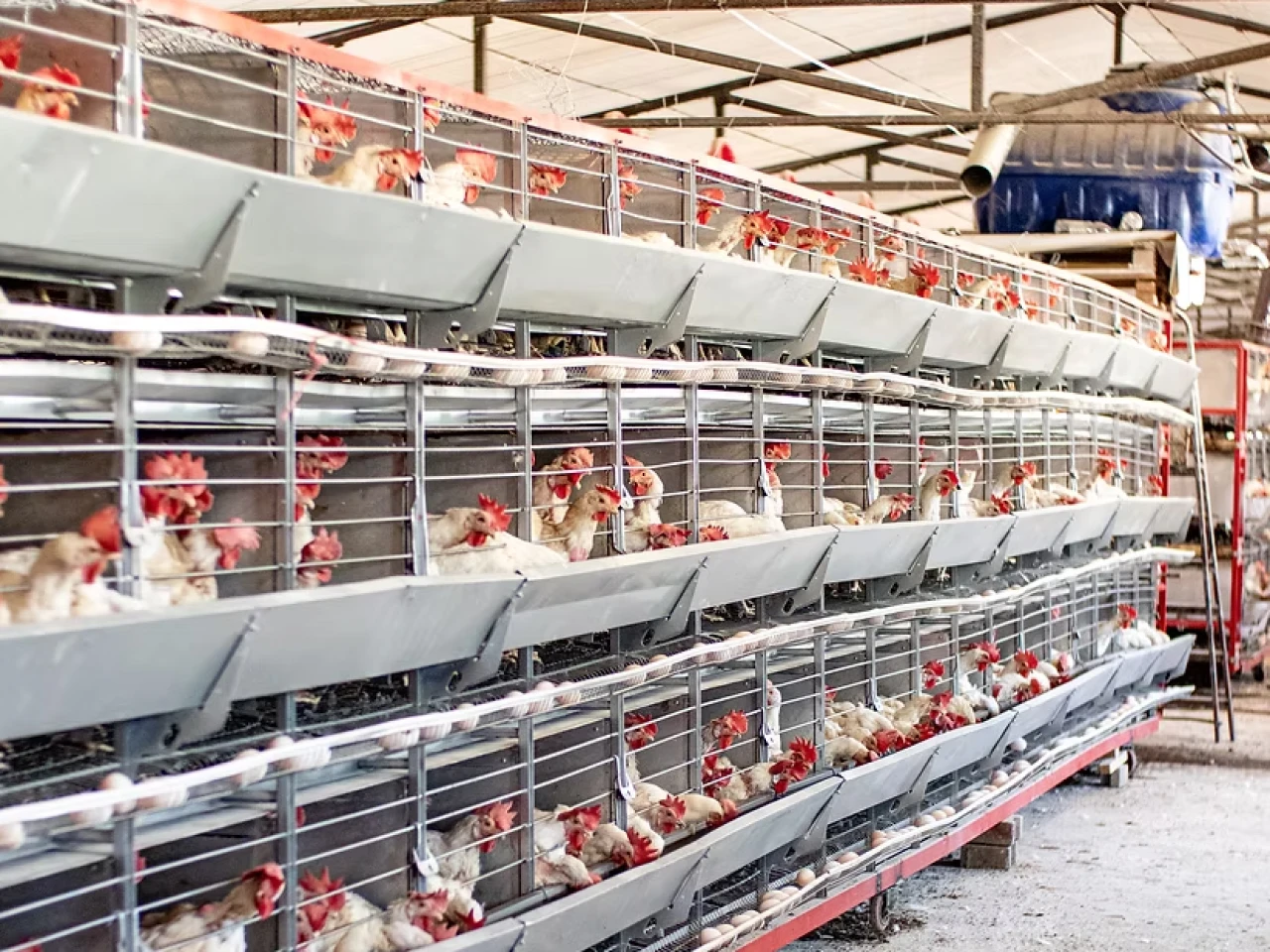 Tavukçuluk sektöründe bir konkordato daha