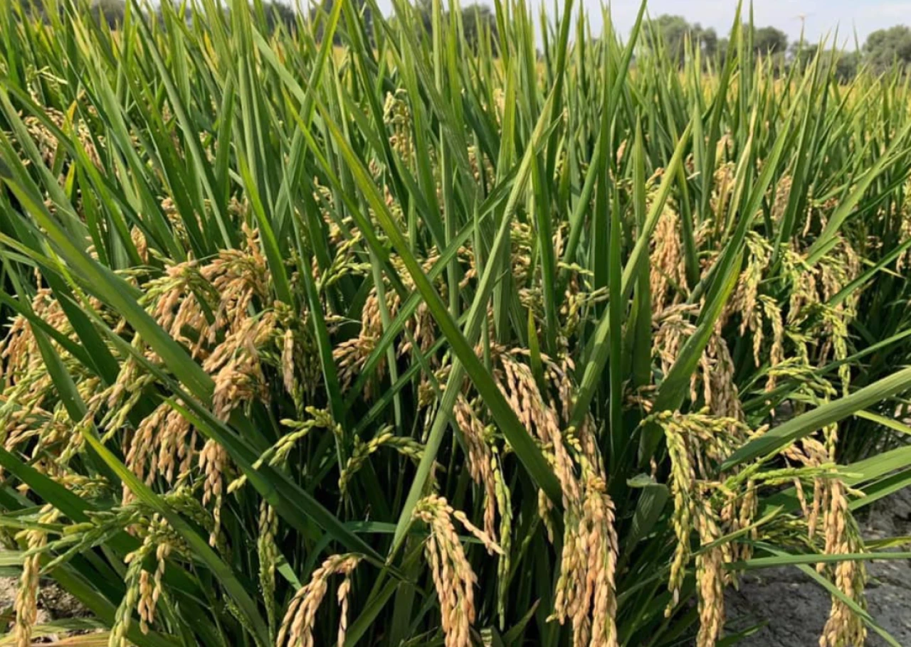 Su sıkıntısı nedeniyle çeltik ekimi yasaklandı..