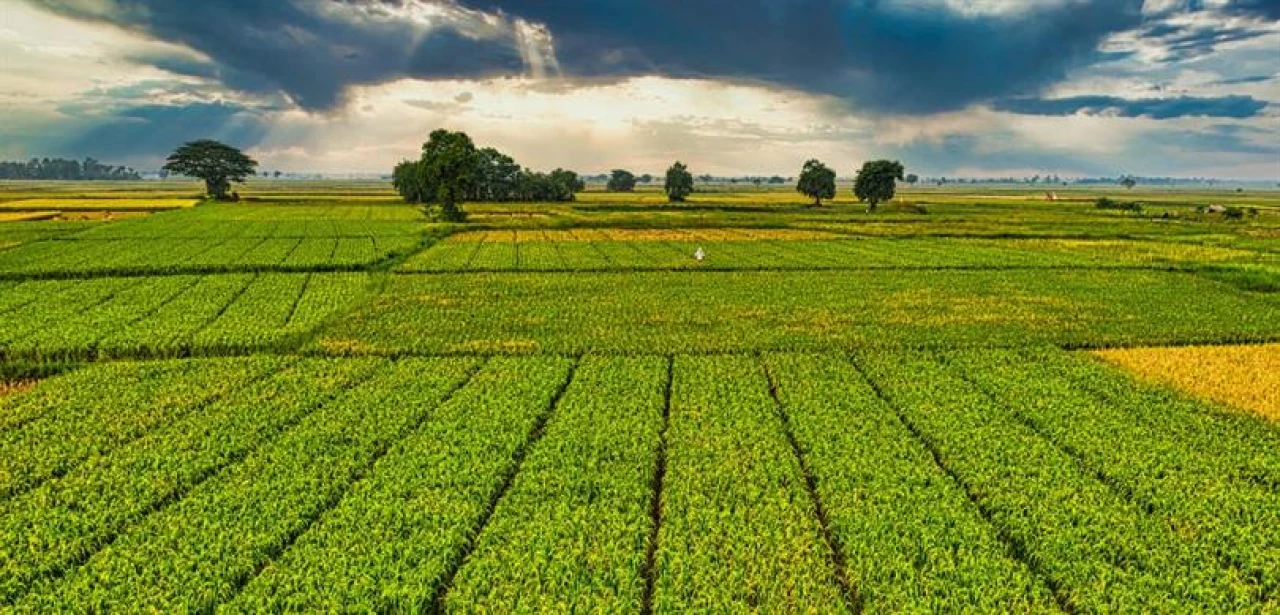 Çiftçilere 1 milyar TL’yi aşan tarımsal destek ödemesi yapılacak