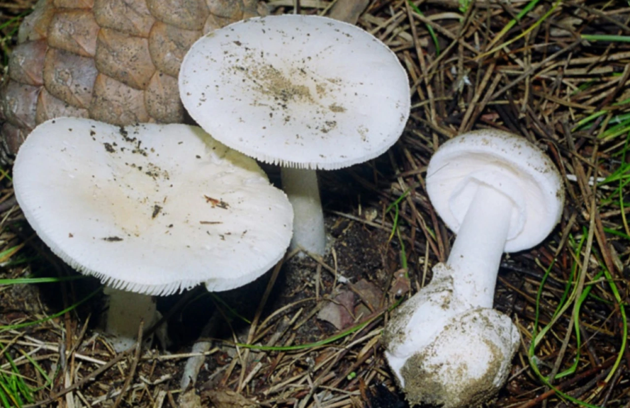 İstanbul'da 1 ayda 60 kişi mantardan zehirlendi: Uzmanından kritik uyarılar!