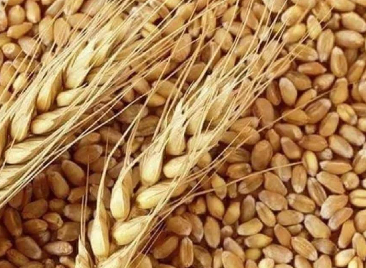 Rusya buğdayında bulaşıcı mantar uyarısı