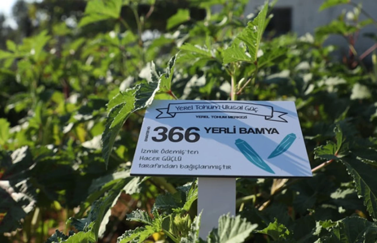 Belediyeden ücretsiz yerel tohum.. Hangi tohumlar gönderiliyor?