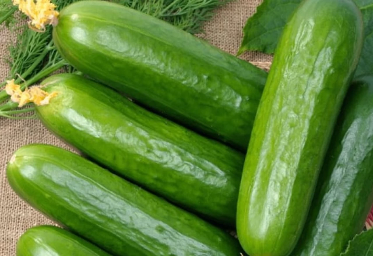 Salatalık salgını yayılıyor.. 'Kaynağını bilmediğiniz salatılıkları atın' uyarısı!