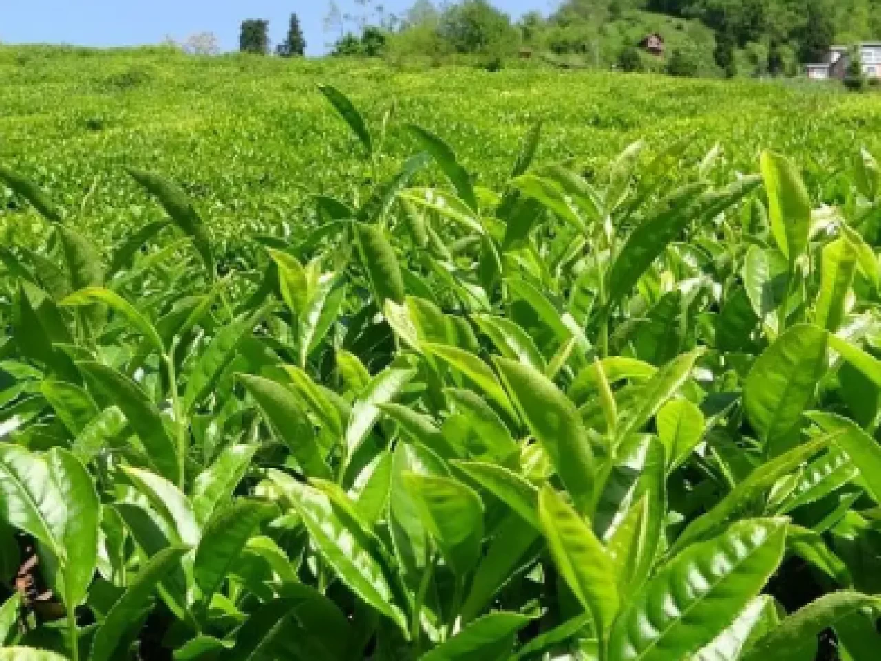 Son Dakika... 2025 yaş çay alım fiyatı belli oldu