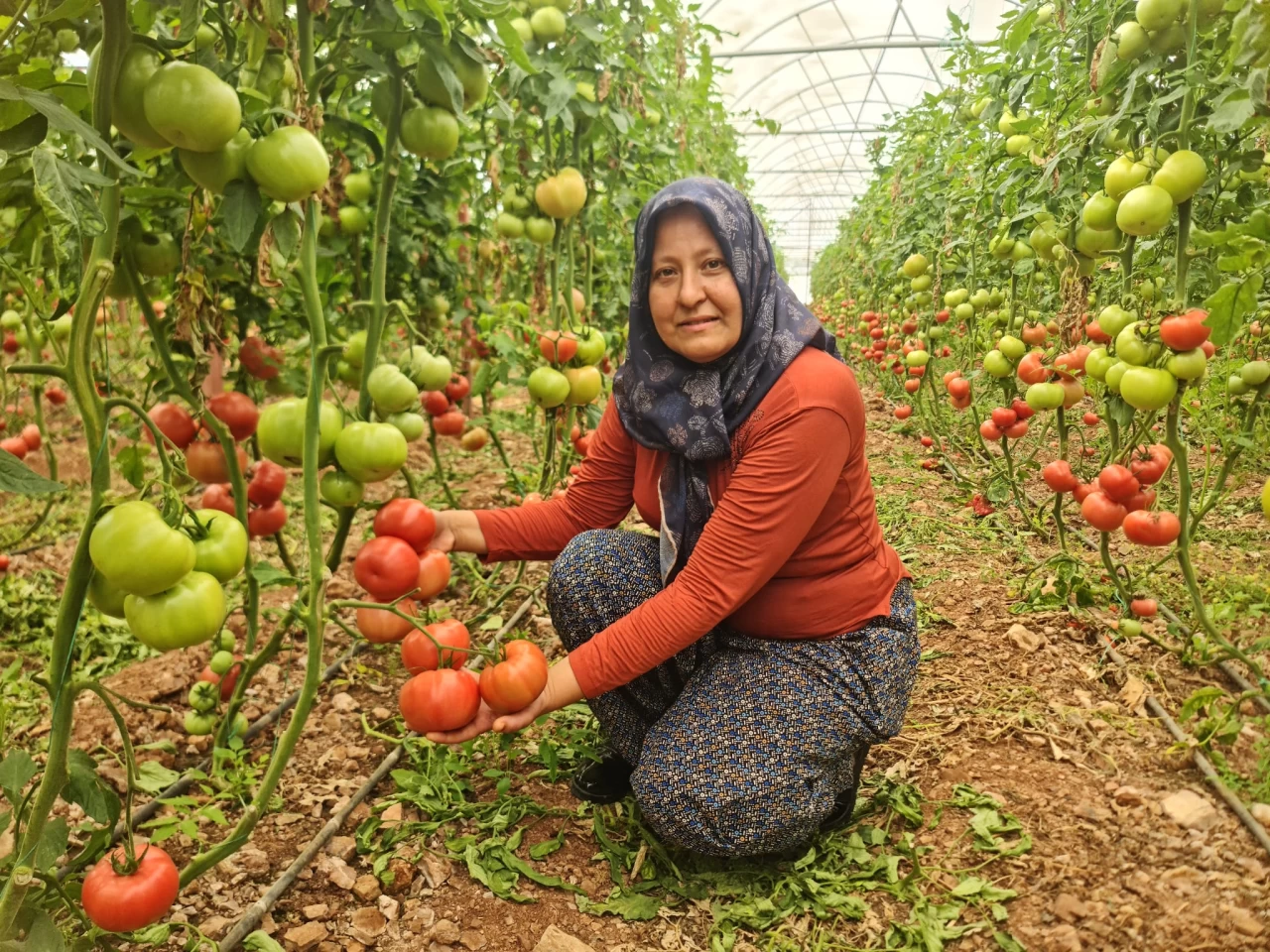 "20 TL'ye sattığım domatesi markette 100 TL'ye görünce alın terimi ve emeğimi düşünüyorum" Antalyalı çiftçi anlattı
