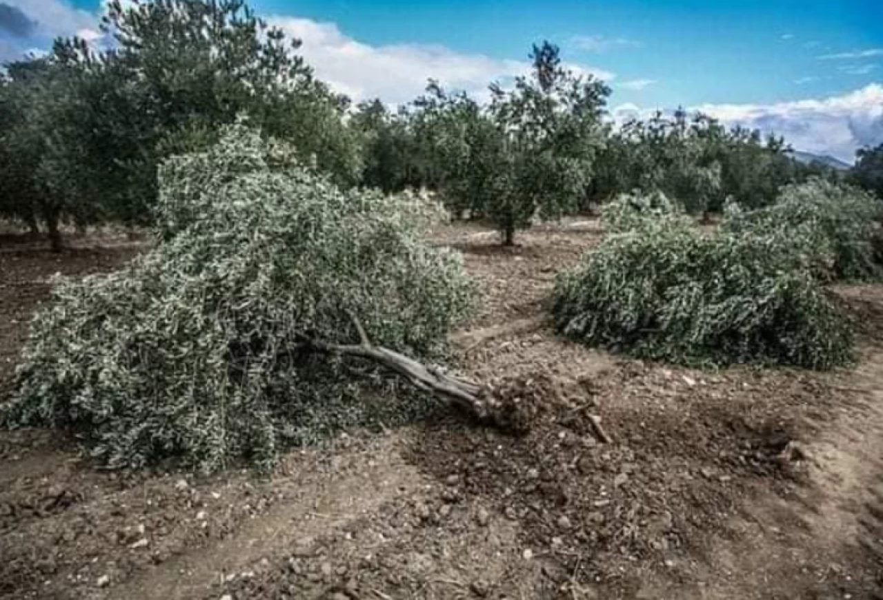 Zeytin ağaçları taşınabilir mi? Torba yasada neler var?