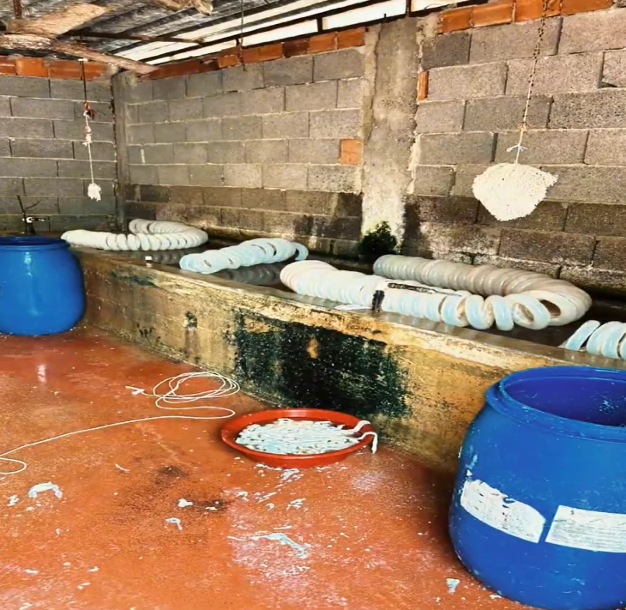 Adana’da mide bulandıran görüntüler! Halka çorba ve kokoreç diye yedireceklerdi