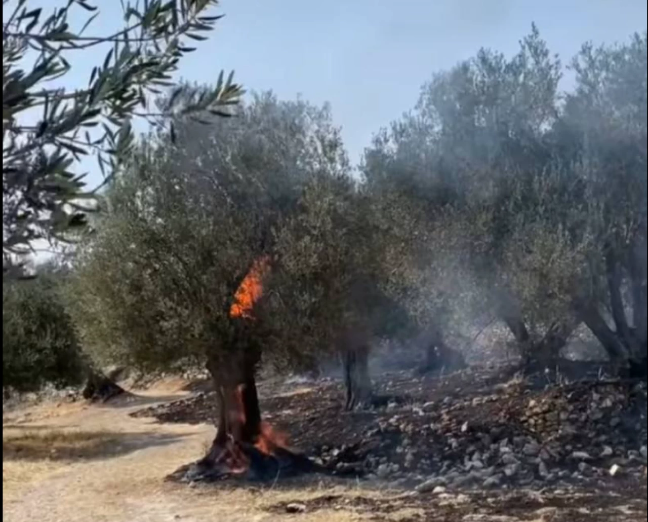 20 bine yakın zeytin ağacı yandı