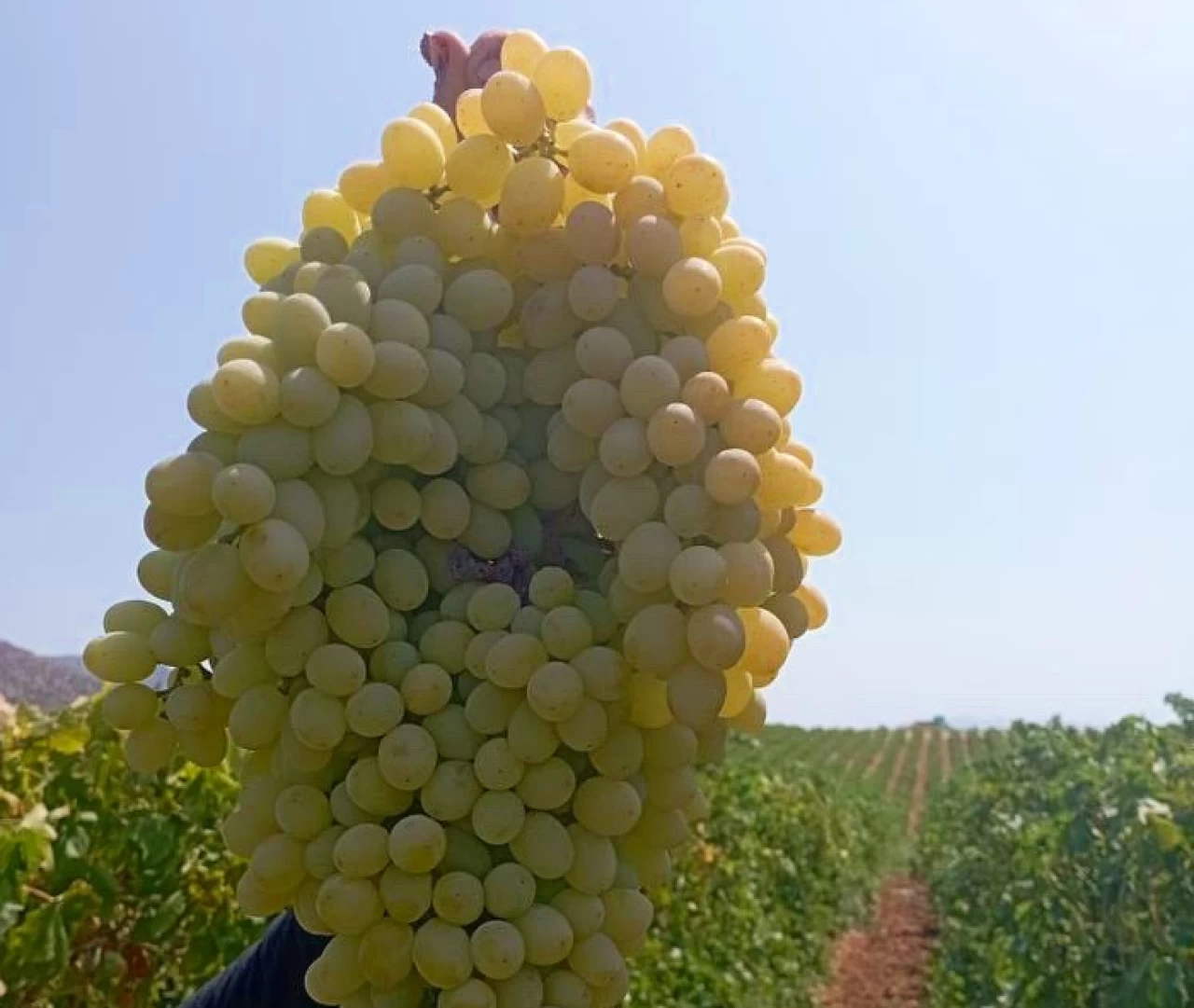 Manisa’da dev üzüm salkımı.. Kilosu şaşırttı