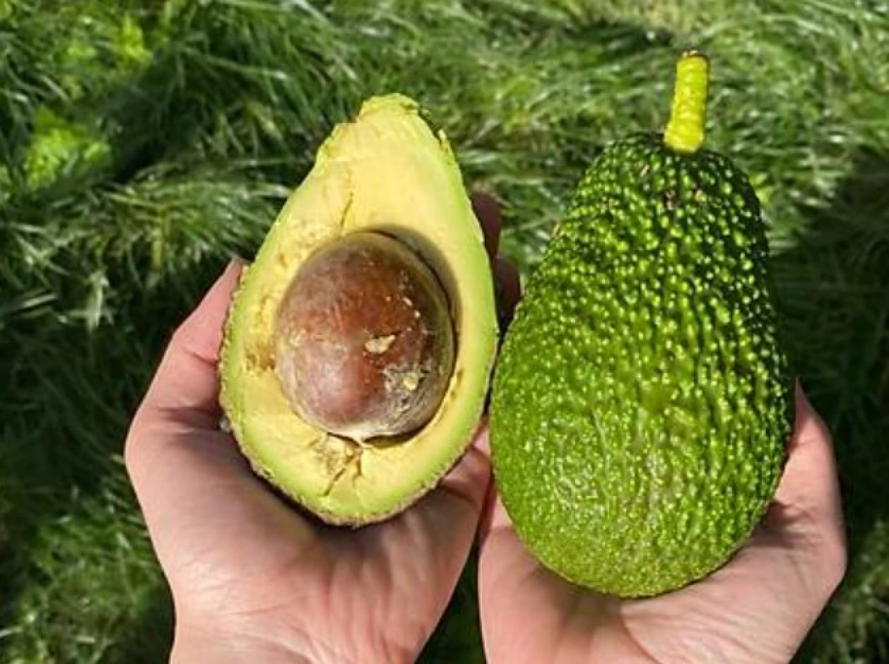 Avrupa'da avokado alarmı: Avokadolarda kanserojen ağır metal çıktı!