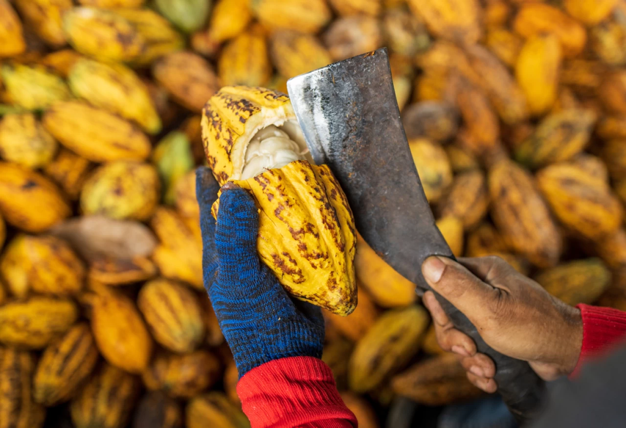 Küresel kakao krizine çözüm: Nestlé, çikolatada verimi artıran yeni teknik geliştirdi