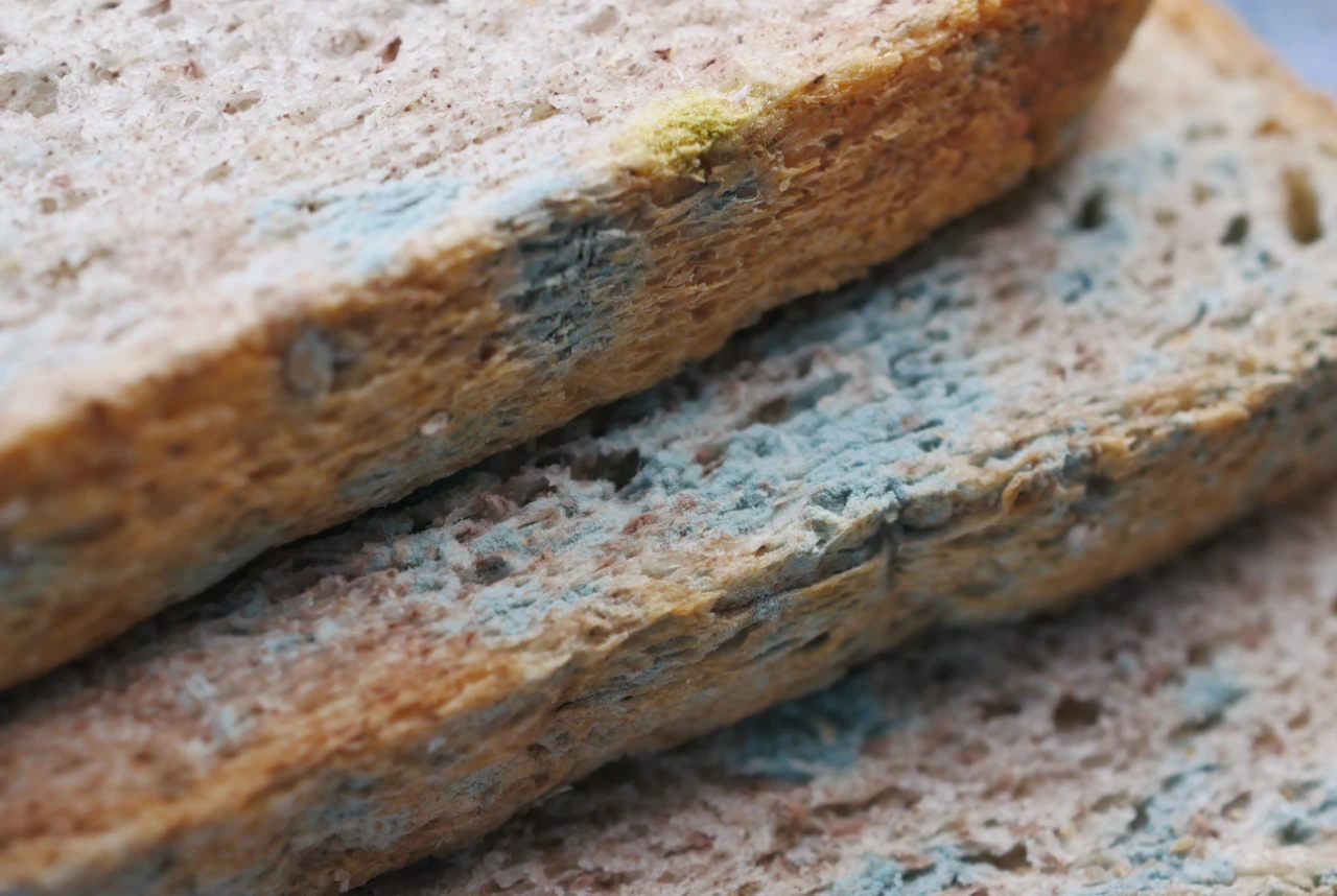 Küflü ekmek yenirse ne olur; küflü ekmek zehirler mi?