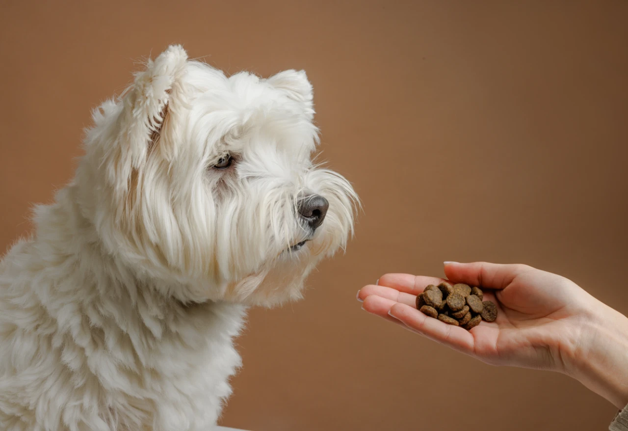 Köpek maması salgını.. Köpek mamasına dokunmak sizi hasta edebilir!