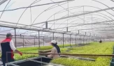 Yüzbinlerce kapya biber fidesi böyle imha edildi
