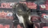 Et reyonundaki kedi için Migros'a 52 bin TL ceza