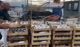 İstanbul Şile'de palamut 50 TL