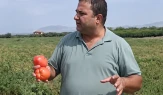 Domates para etmeyince tarlayı halka açtı