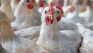 ABD'de kuş gribi salgını yayılıyor..  8 yıldır o varyant ilk kez!