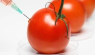 Genetik müdahaleyle domatese D vitamini eklediler