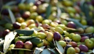 1 kilo zeytinin üretim maliyeti belli oldu