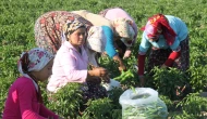 Kadın Çiftçiler Günü'nde kara tablo..