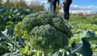 Brokoli fiyatlarında lodos etkisi