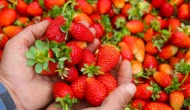 Mısır çileği Türk çileğine göre daha mı temiz?