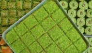 Bezelyeli baklava ve kadayıflara dikkat; Kilosu 3 bin lirayı aştı..