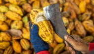 Kakao fiyatları çakıldı; Çikolata fiyatına yansıyacak mı?