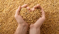 Soya fasulyesi sağlığa zararlı mı? Fransa’dan dikkat çeken uyarı
