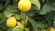 Çiftçinin para etmiyor diye toplamadığı limon 60 TL'yi aştı