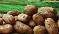 Onlarca ton virüslü tohumluk patates sınırımızdan döndü