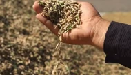 UNO'dan yerel buğday 'Kavılca'ya alım garantisi