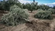 Zeytin ağaçları taşınabilir mi? Torba yasada neler var?